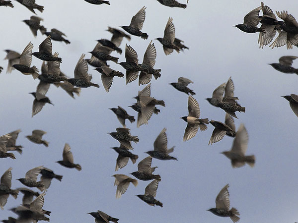 Punakottarainen, Rosy Starling, Sturnus roseus